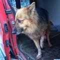 Lõuna-Eesti metsadest leiti puu külge kinni seotud vigastatud koer