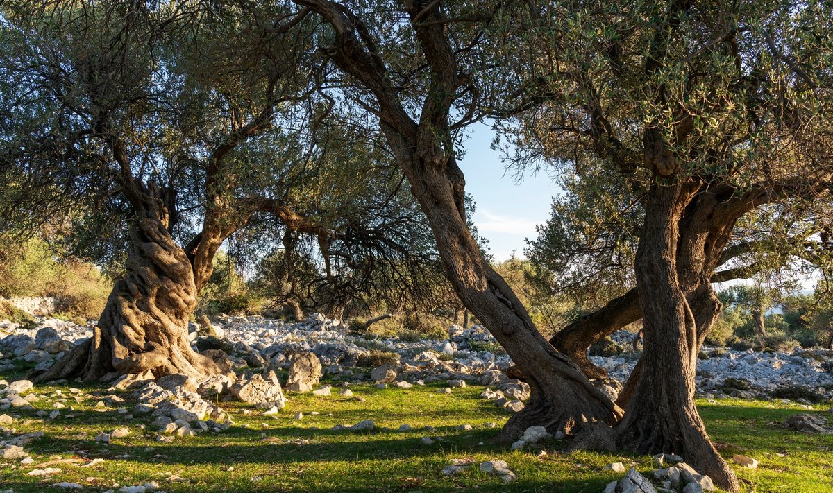 Oliivipuud võivad elada väga vanaks.