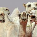 SKANDAAL | Botoxi üledoos keeras saudide kaamelitel naeratuse üle võlli