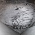 ФОТО: Поздравляем! Тигр Боцман из Таллиннского зоопарка стал отцом
