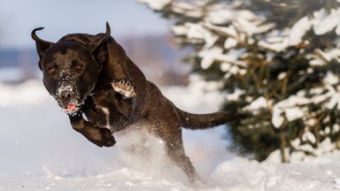VIDEO | Nalja nabani: vaata, kuidas reageerivad loomad, kui puutuvad kokku lumega