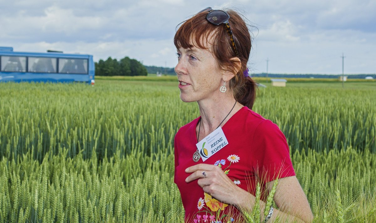 Reine Koppel ETKIst on keskendunud peamiselt nisuaretusele.