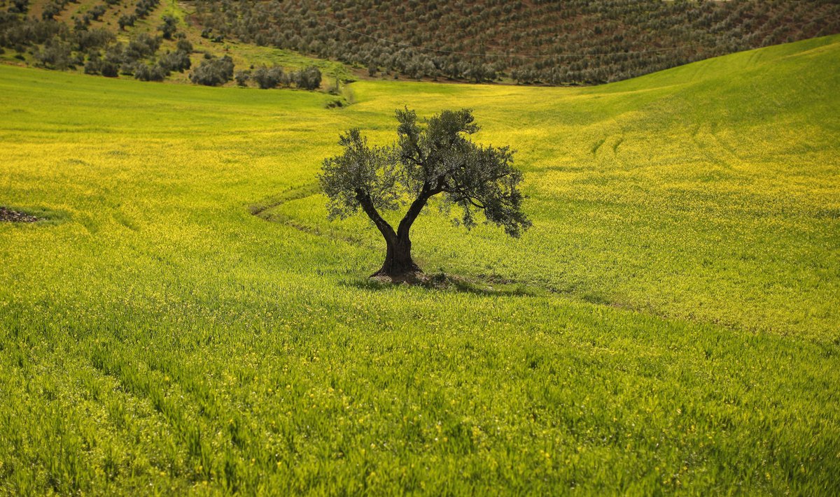 Oliivipuu Hispaanias