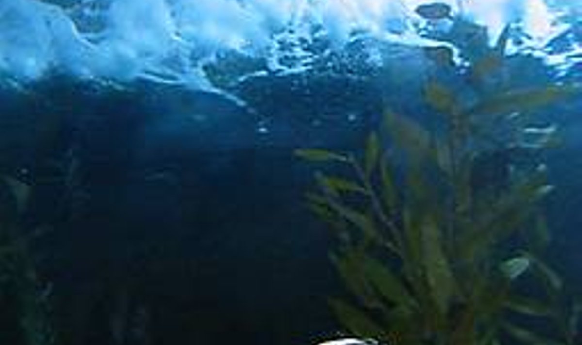 EESTLANE JA MERITÄHT: Maria Ulfsak San Francisco koridorikujulises akvaariumis, kus võib näha kõike anšooviseparvedest haide ja raideni välja. STEN SHERIPOV