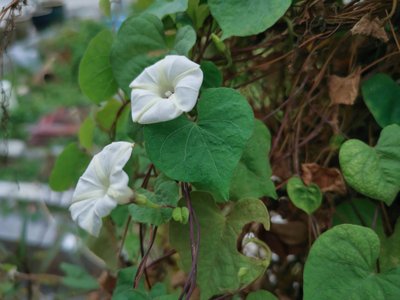 Ipomoea alba