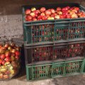 TASUB TEADA | Kuidas õunu hoiustada, et need üle talve säiliksid