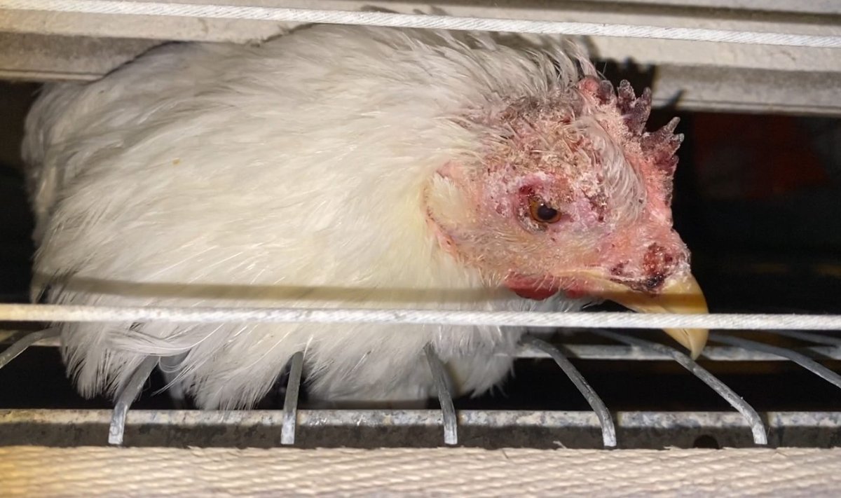 MTÜ Nähtamatud Loomad paljastas šokeeriva reaalsuse kanafarmides