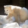 Mati Kaal: Põhja-Jäämerel elutsevate jääkarude saatus on kaalukausil