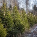 Päriskuusk või plastist: milline jõulupuu on keskkonnale parem?