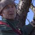 VIDEO: Kuidas õigesti lõigata suure ja vana õunapuu oksi