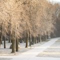 Sünoptik: suund on selle poole, et jaanuar tuleb talvine kuu