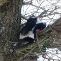 Loomapiinaja jättis tapetud kassi jalutusraja kõrvale puu otsa