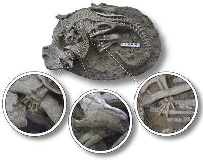 Detailid fossiililt