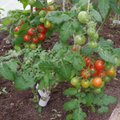 Keerdus tomatilehed