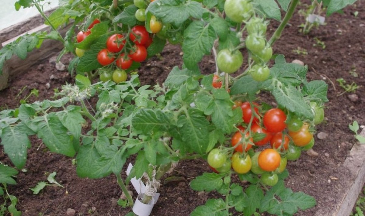 Tomatitaimedele soodsates tingimustes ei esine haiguseid ega muid kasvuhäireid, nt lehtede keerdumist.