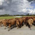MIDA ME TALVEL SÖÖME | Lehmade piimaand kukub kolinal