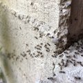 Viis läbiproovitud nippi sipelgatest vabanemiseks 