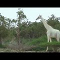 ВИДЕО: Редкие белые жирафы в Кении