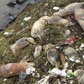 Shanghai linna joogiveega varustavas jões ulpis ligi tuhatkond surnud siga