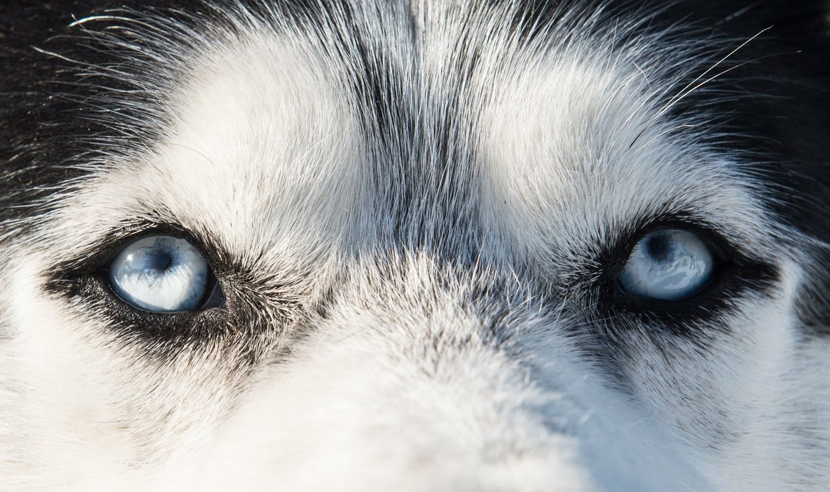 Siberi husky helesinised silmad.