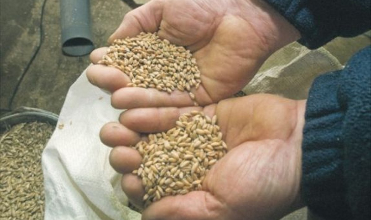 Spelta tera (paremas käes) on väiksem tavalise nisu terast.