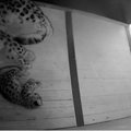 Tallinna Loomaaias kevadel sündinud lumeleopardipoja sugu on teada