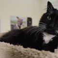 ФОТО и ВИДЕО: Хозяин, где ты? Черные кошки из Таллиннского приюта мечтают о новом доме