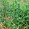Mürksalat – legaalne oopium, kuid kui kauaks?