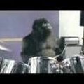 Trummar gorilla