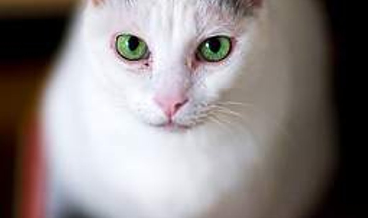 TÄNUVÄÄRNE KATSEEKSEMPLAR: Cinnamoni geene uurides selgus, et kassil ja inimesel on nii mõndagi ühist. AFP