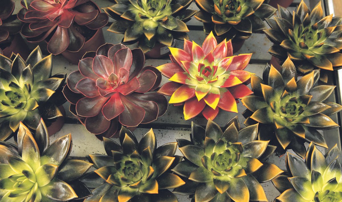Agaavilaadse soomuslehiku (Echeveria agavoides) värvikas kollektsioon ‘Miranda’ aianduskeskuses Hortes.