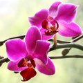 Kuidas hoolitseda orhidee eest?