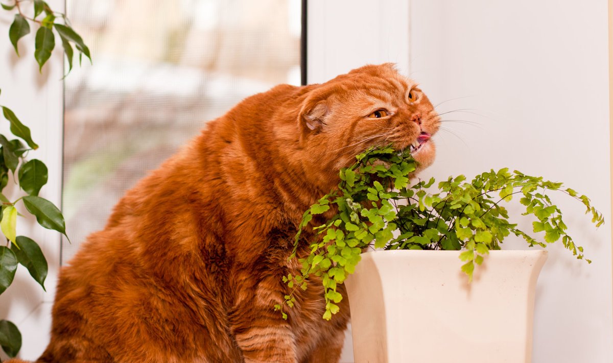 Kui kass kipub toataimi närima tee kindlaks, kas tegu võib olla talle ohtlike taimedega.