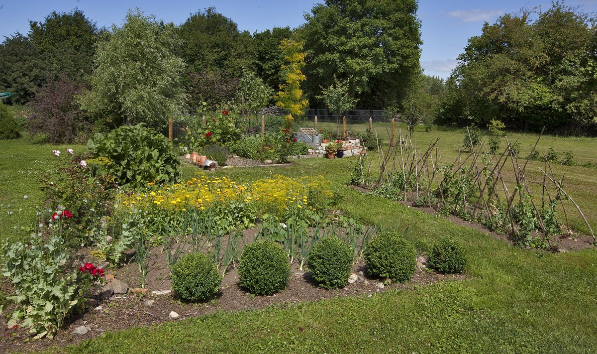 Lilli ja köögivilju võib vabalt koos kasvatada Pildil Riima Randviiru Muhu portselaniaed Liival.