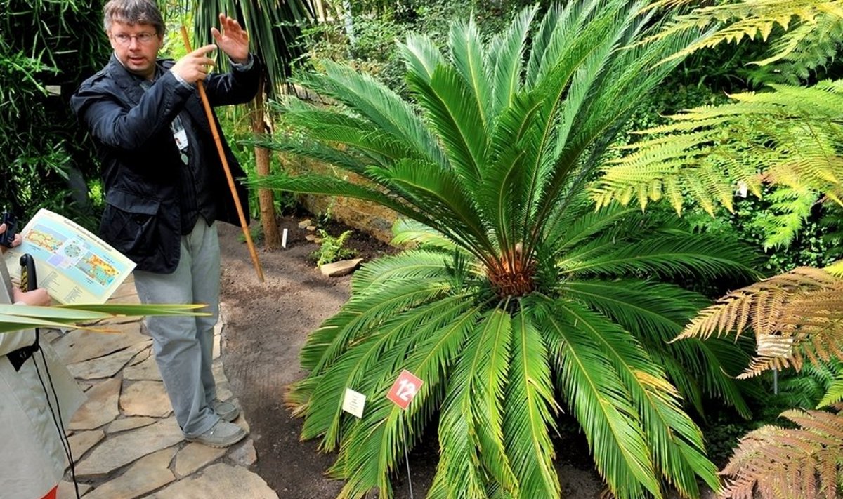 Fotol näitab botaanik Urmas Laansoo palmlehikut, mis elasid juba dinosauruste ajal. Foto: Botaanikaaed