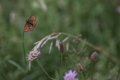 Esiplaanil äraõitsenud äiatar.