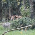 ARMAS VIDEO | Nii suured juba! Tallinna loomaaiast pärit tiigri Pootsmani kutsikad müravad Itaalias õueaedikus