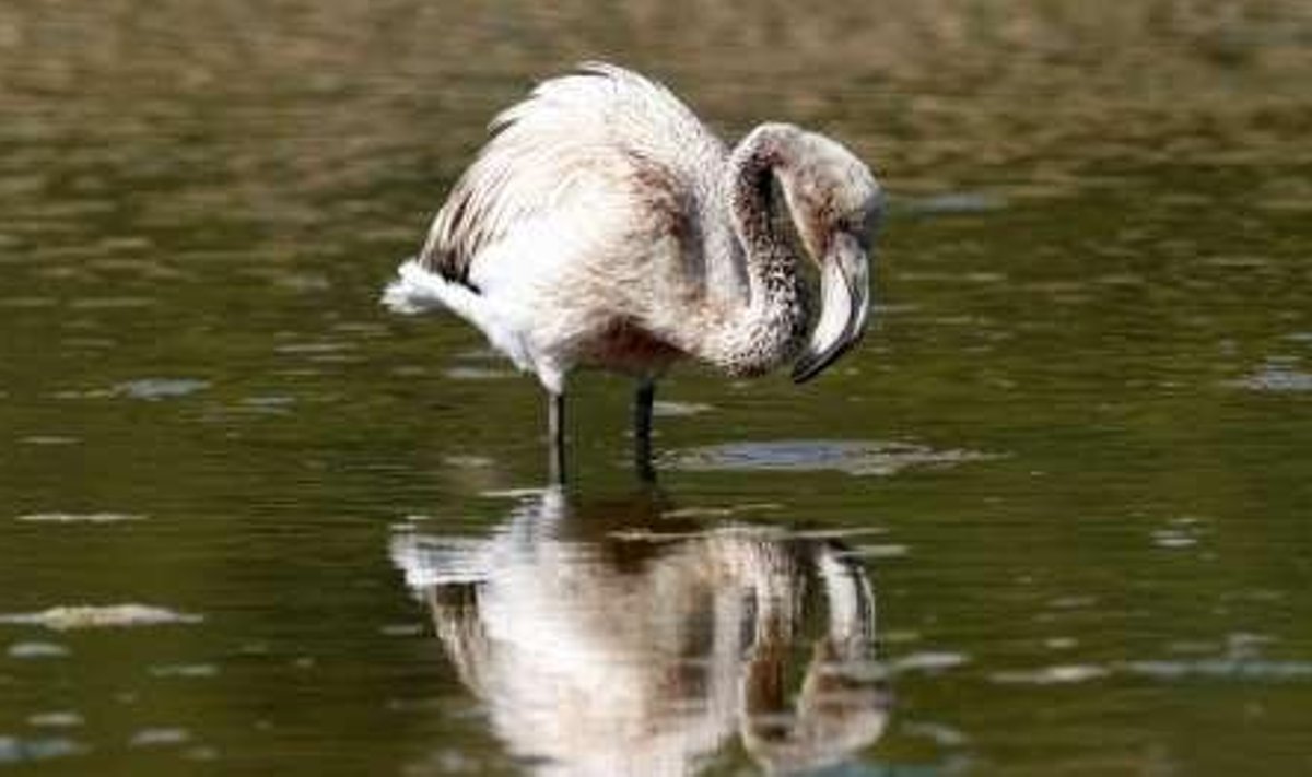Seda Ghadira reservaadis olevat flamingot on ebaseadusliku linnujahi käigus vigastatud.