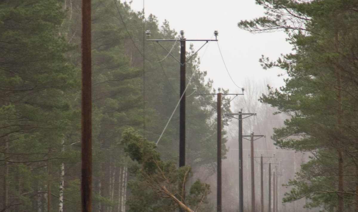 Tormiga elektriliinile langenud puu Saaremaal.