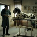 TREILER | Kinodesse jõuab Itaaliast võõrkeelse filmi Oscarile esitatud "Dogman"