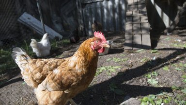Raplamaal tuvastati kodulindudel ülikiirelt muteeruv linnugripi tüvi H5N1 