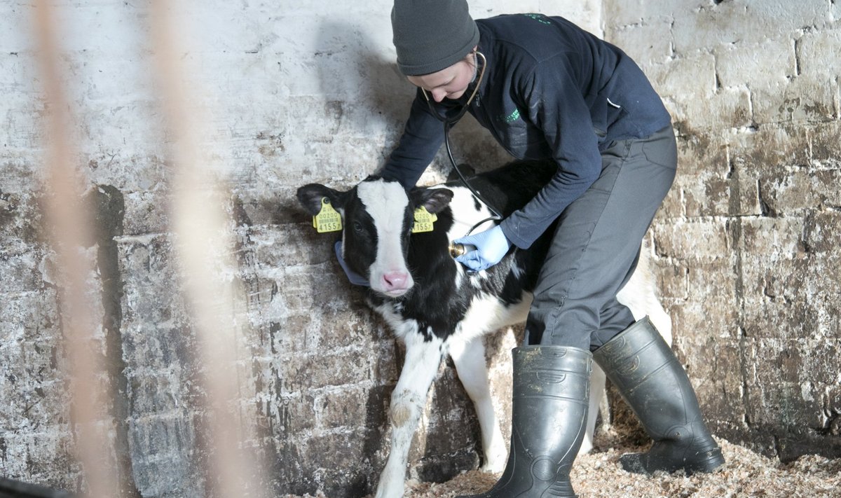 Rakvere piimaühistu loomaarst Inga Kivimeister kontrollib vasika tervist.