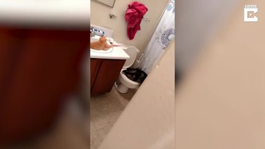 VIDEO | Loomad omavolitsesid vannitoas, tuues omanikele naerupisarad silma ja põhjustades seal täieliku kaose