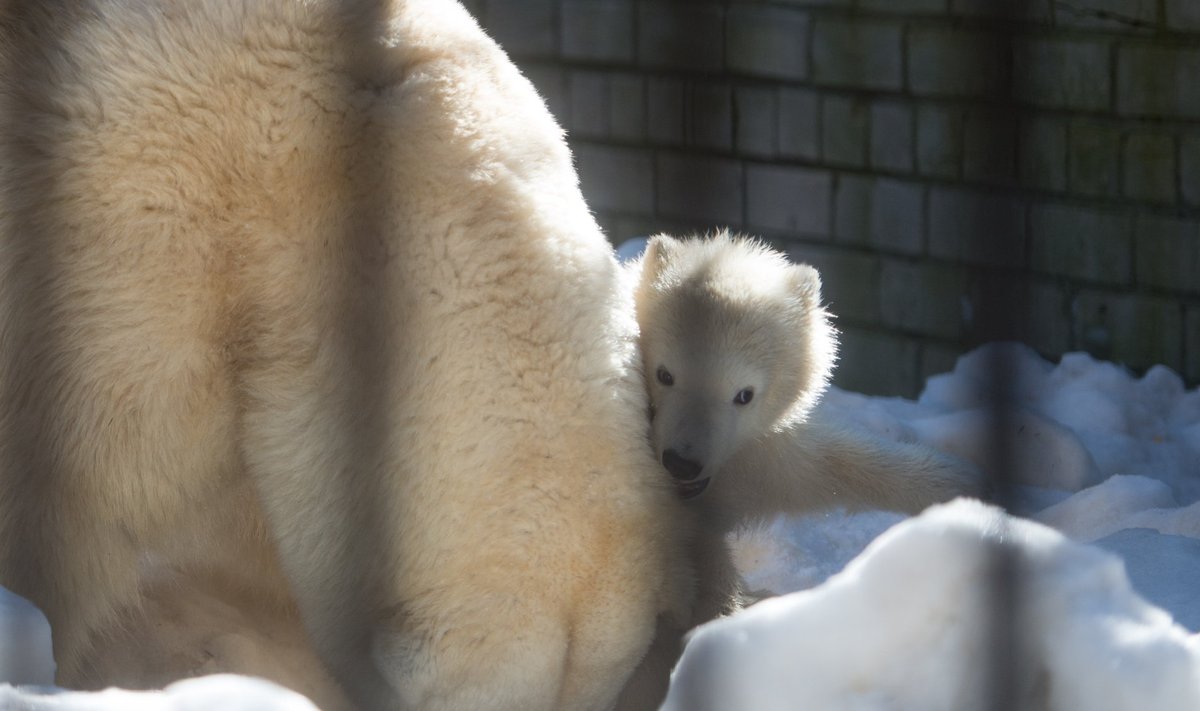 Tallinna loomaaias 2013. aastal sündinud jääkarupoeg Nora.