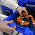 MIT teadlased tegelevad painduva kehaturvise arendamisega, eeskujuks on võetud homaarid