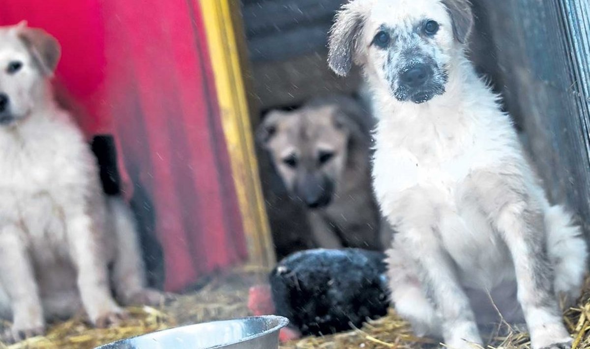 Oksjonile pandud kolmeteistkümne koeraga saab tutvuda Valga kodutute loomade varjupaigas teisipäevast reedeni kella 14– 17. Kirjalikke pakkumisi saab varjupaigale teha 24. jaanuarini, eilseks polnud tahetud veel ühtki koera.