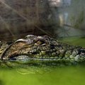 HIRMUTAV VIDEO | Vaata, mida elab üle krokodill enne, kui temast saab käekott