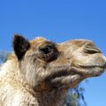 Власти Австралии убьют тысячи верблюдов из-за пожаров