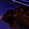 FOTOD | Käreveres toimunud liiklusõnnetuses hukkus karu
