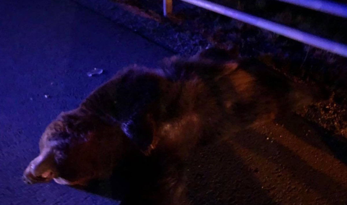 Karu hukkus liiklusõnnetuses